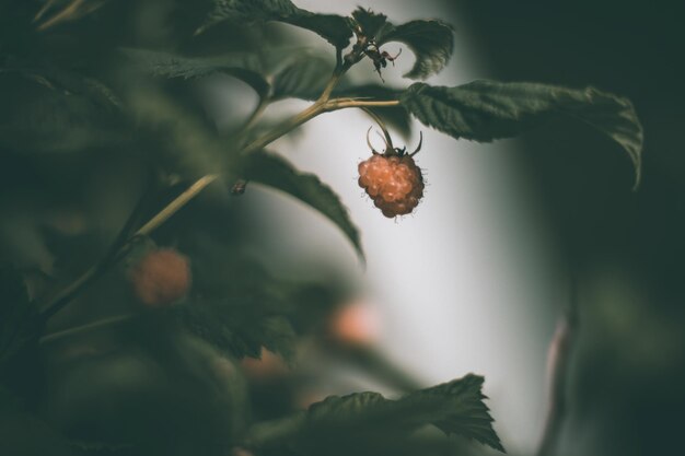 Tuinfruit frambozenstruiken Prachtig natuurlijk landschap met een sterke onscherpe achtergrond Gezonde voeding met vitamines