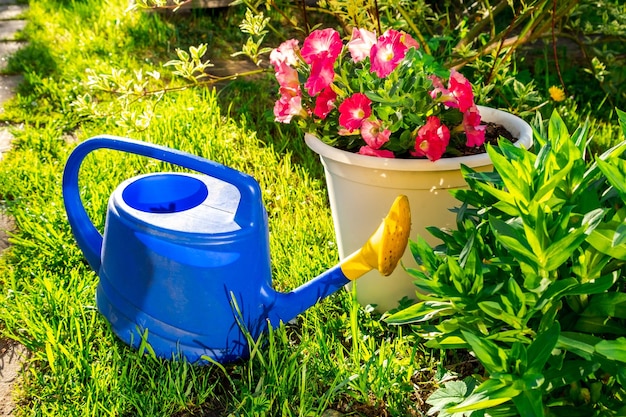 Tuingereedschap blauwe plastic gieter voor irrigatieplanten in de tuin geplaatst met bloem op stroom