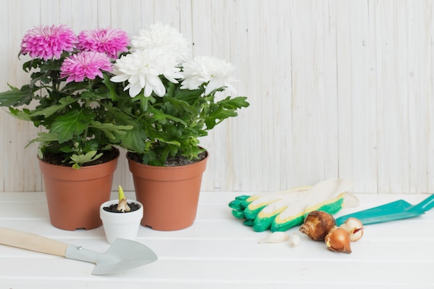 Tuingereedschap en chrysant op witte houten tafel