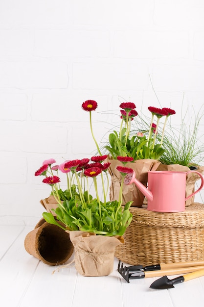 Tuingereedschap en madeliefjebloemen klaar voor opplant