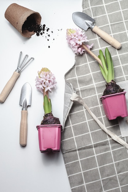 Tuingereedschap en planten op witte achtergrond Lentetuin concept Mooie hyacinten bloemen