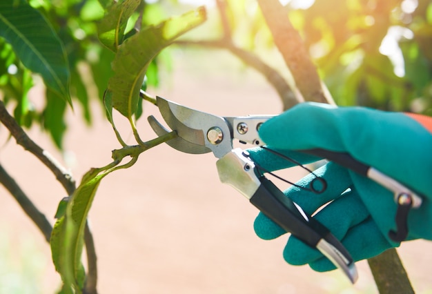 Tuingereedschap en werkt snoeien bomen concept. Handholding snoeischaar die de tak van de mangoboom in de tuin snijden