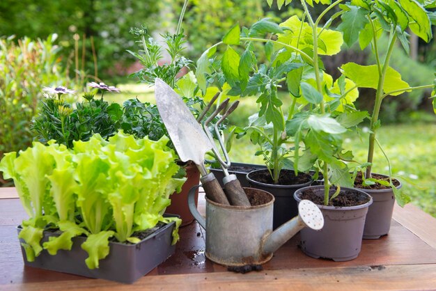 Foto tuingereedschap met sla en groente zaailingen op een tafel in de tuin in de lente