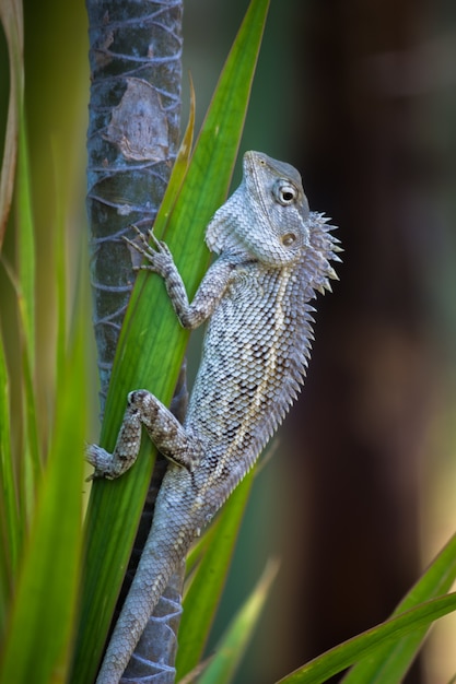 Tuinhagedis Of ook bekend als Oriental Plant Lizard op de tak van een plant