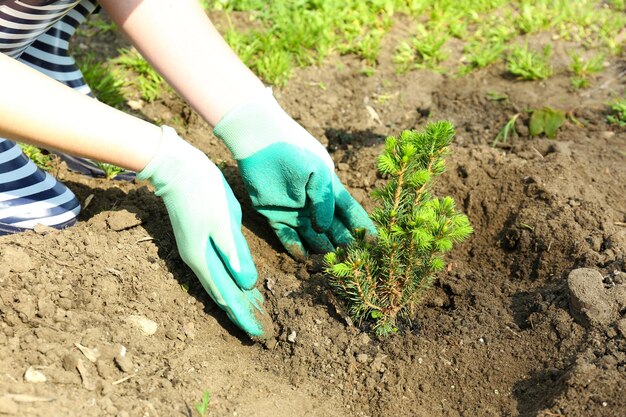 Tuinier die boom plant in het voorjaar