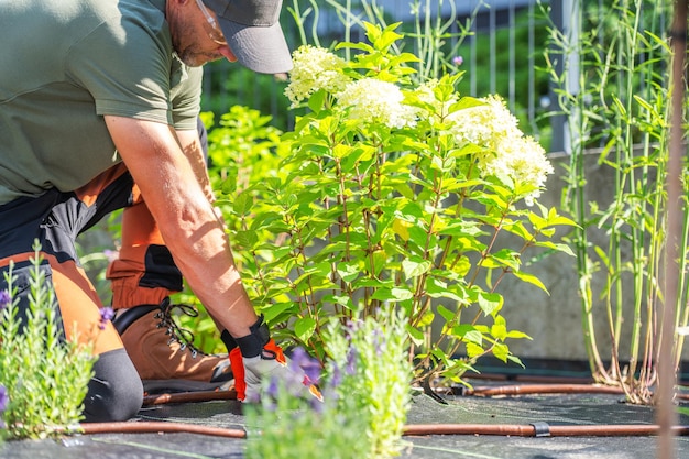 Tuinier die planten verzorgt in een levendige achtertuin op een zonnige dag