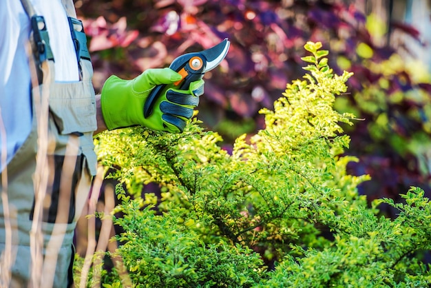 Tuinier met tuinsnips