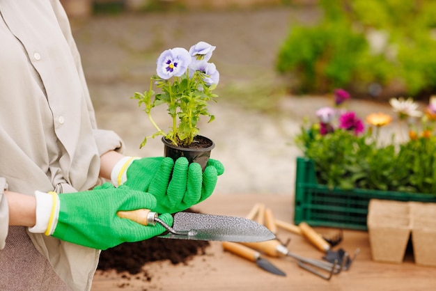 Tuinier vrouw die bloemen plant in haar tuin tuinonderhoud en hobby concept