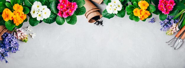 Foto tuinieren achtergrond hyacint en primula bloemen met tuingereedschap op grijze stenen achtergrond