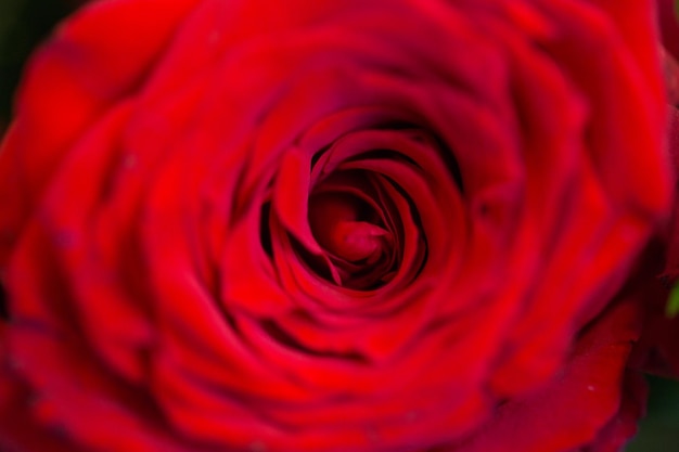 tuinieren, bloemen, bloemschikken, vakanties en flora concept - close-up van mooie rode roze bloem
