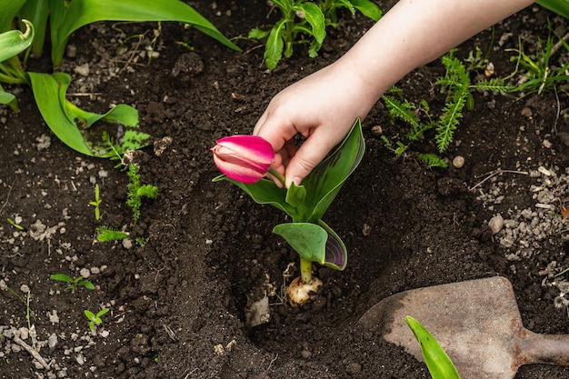 Tuinieren conceptuele achtergrond Children39s handen roze tulp planten in de grond Lente seizoen