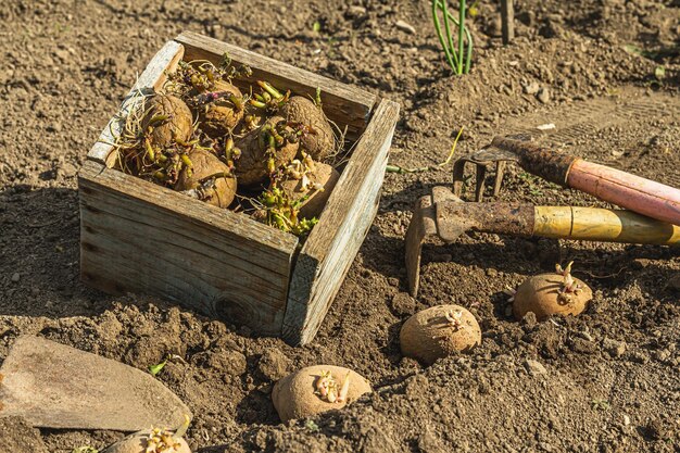 Tuinieren conceptuele achtergrond Een houten kist met aardappelen die klaar zijn om in de grond te planten