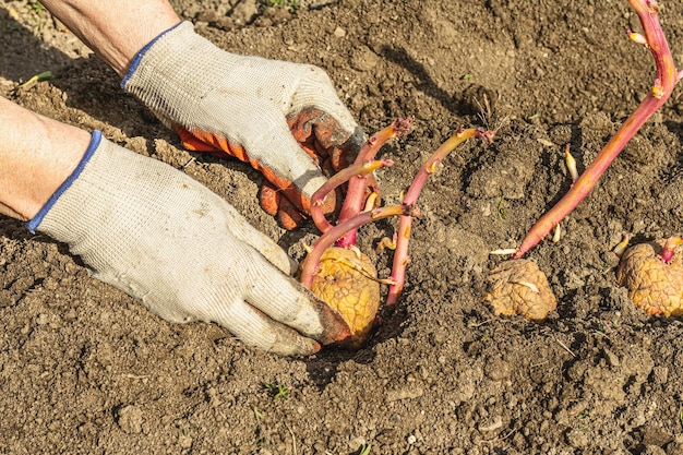 Tuinieren conceptuele achtergrond woman39s handen aardappelen planten in de grond lente seizoen