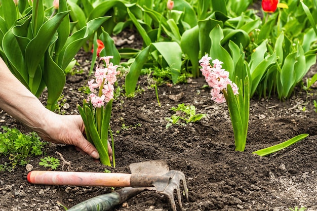 Tuinieren conceptuele achtergrond woman39s handen plant roze hyacint in de bodem lente seizoen