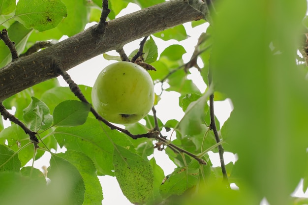 Foto tuinieren en boeren met sappige groene appels