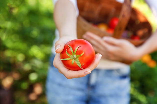 Tuinieren en landbouw concept. Jonge vrouw landarbeider handen met mand verse rijpe biologische tomaten plukken in de tuin. Producten uit de kas. Plantaardige voedselproductie