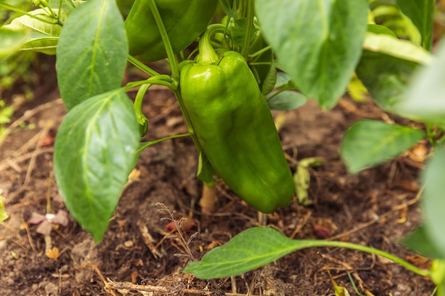 Tuinieren en landbouw concept. Perfecte groene verse rijpe biologische paprika klaar om te oogsten op tak in de tuin. Vegan vegetarische zelfgekweekte voedselproductie. Paprikapeper plukken.