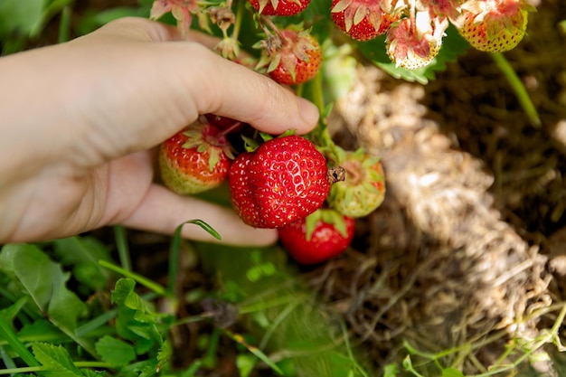 Tuinieren en landbouw concept Vrouw landarbeider hand oogsten van rode rijpe aardbeien in de tuin Vrouw aardbeien bessen fruit plukken in veld boerderij Eco gezond biologisch zelfgekweekt voedsel concept