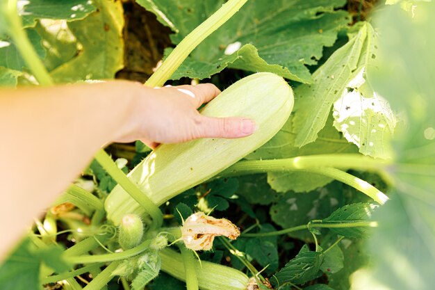 Tuinieren en landbouw concept. Vrouwelijke landarbeider hand oogsten groene verse rijpe biologische courgette in de tuin.