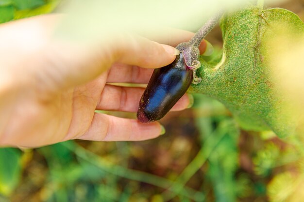Tuinieren en landbouw concept. Vrouwelijke landarbeider hand oogsten paarse verse rijpe biologische aubergine in de tuin.