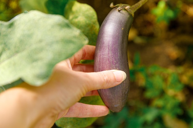 Tuinieren en landbouw concept vrouwelijke landarbeider hand oogsten paarse verse rijpe biologische eggpl...