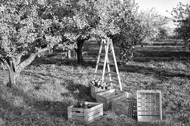 Tuinieren en oogsten Herfst appel gewassen oogsten in de tuin Appelboom met fruit op takken en ladder voor het oogsten Appel oogst concept Appel tuin natuur achtergrond zonnige herfstdag