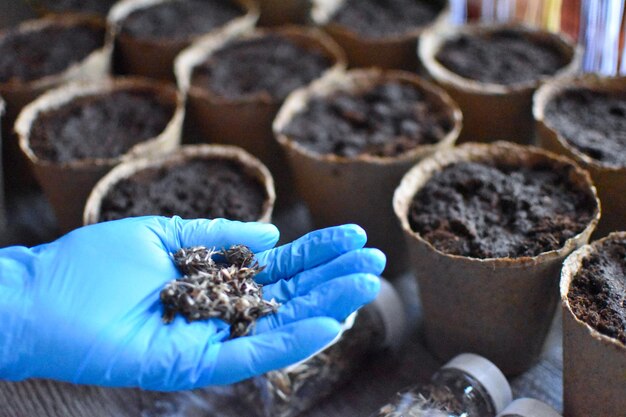 tuinieren en tuinbouw nieuwe zaailingen van tuinplanten planten in potten bloemzaden