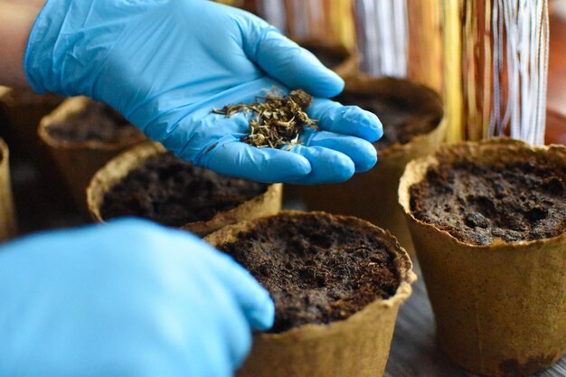 tuinieren en tuinbouw nieuwe zaailingen van tuinplanten planten in potten bloemzaden