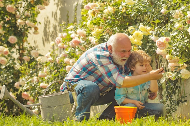 Tuinieren grootvader tuinman in zonnige tuin rozen planten pensioen planning professionele tuin