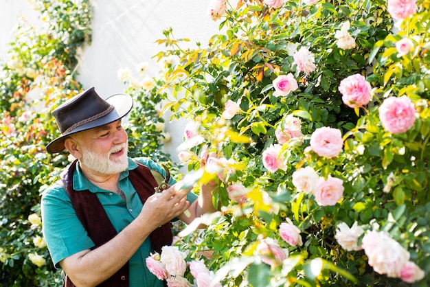 Tuinieren - Grootvadertuinman in zonnige tuin die rozen plant. Senior man tuinieren in de tuin.