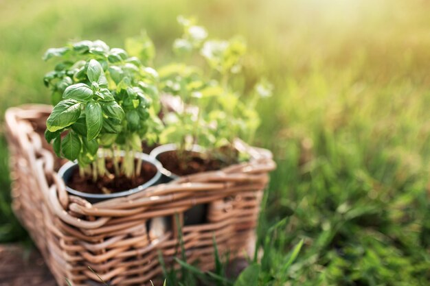 Tuinieren hobby, gezond veganistisch eten concept met groene munt en basilicum kruiden in metalen pot in houten mand in de tuin groen gras met wazig zonlicht achtergrond
