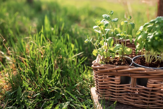 Tuinieren hobby, gezond veganistisch eten concept met groene munt en basilicum kruiden in metalen pot in houten mand in de tuin groen gras met wazig zonlicht achtergrond