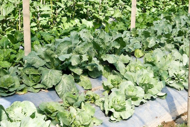 Tuinieren Plantaardige landbouw, biologische koolteelt