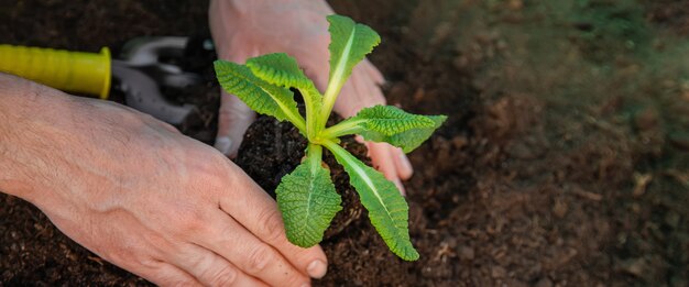 Tuinieren, planten in de tuin