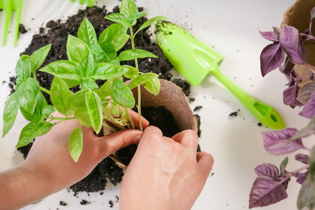 Tuinieren, planten thuis. Vrouw verhuizen spruit kamerplant