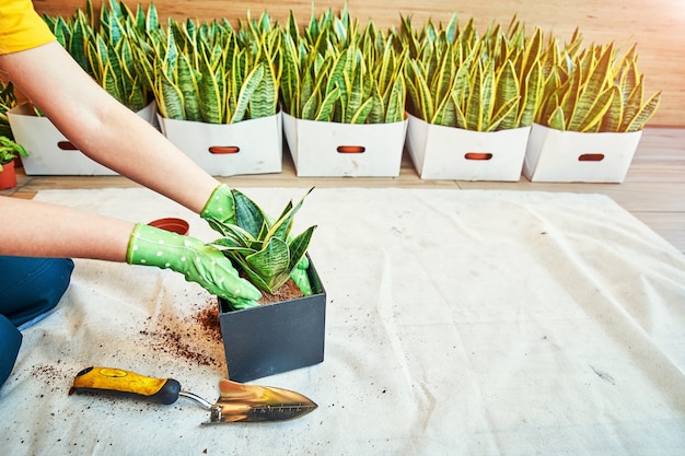 Tuinieren - Set gereedschappen voor tuinman en bloempotten in zonnige tuin