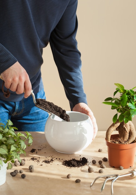 Tuinieren, thuis planten. man verhuizen ficus kamerplant