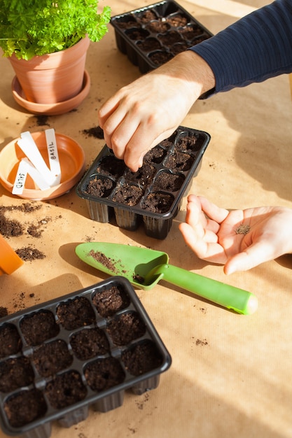 Tuinieren, thuis planten. man zaaien in kiemkast