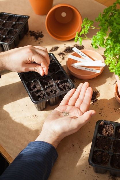 Tuinieren, thuis planten. man zaaien in kiemkast