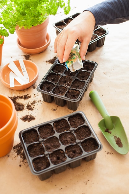 Tuinieren, thuis planten. man zaaien in kiemkast