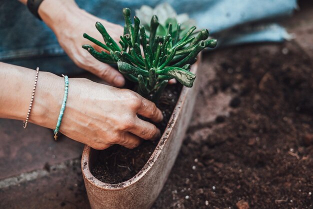 Tuinieren. Tuinders hand planten vetplanten in pot. Meisje herplant groene weide in eigen tuin