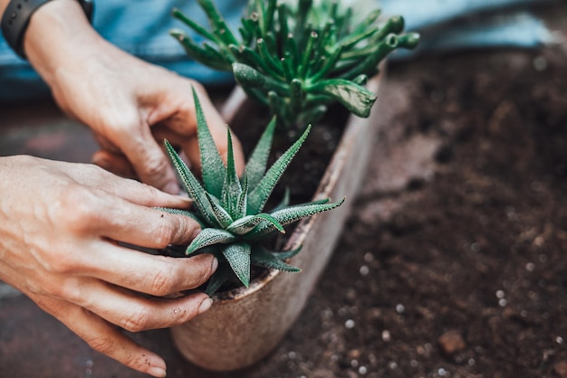 Tuinieren. Tuinders hand planten vetplanten in pot. Meisje herplant groene weide in eigen tuin