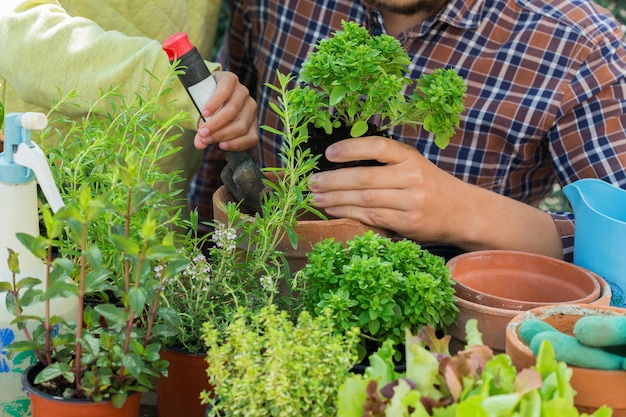 Tuinierende man, vader en jongen, kind in de achtertuin. Activiteit die de mentale en hersengezondheid stimuleert. Het planten en kweken van pittige kruiden, milieuvriendelijke hobby en vrije tijd, familietijd samen concept.