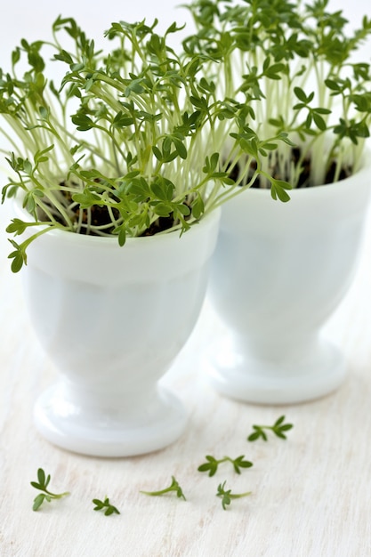 tuinkers