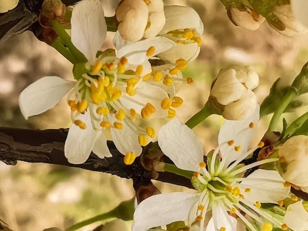 Tuinkersenbloemen Lente bloeiende bomen