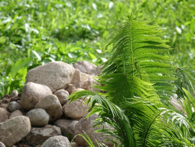 Tuinlandschap met grijze ronde stenen en groene varens