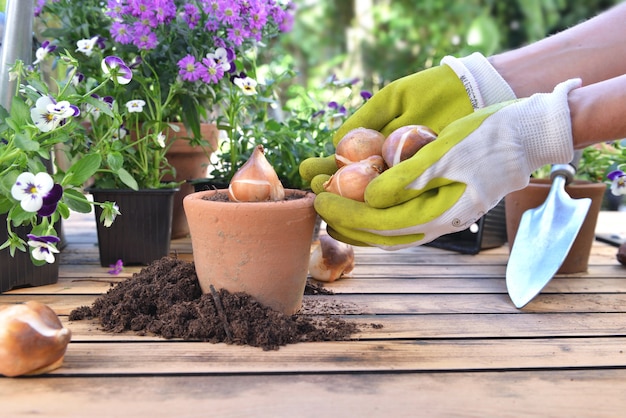 Tuinman bloembollen naast een bloempot vol grond houden boven een tafel in de tuin