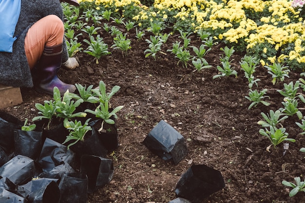 Tuinman die bloem in tuin planten