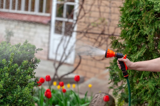 Tuinman die bloemen met slang in de tuin water geeft. bruisend water sproeit uit de sproeier op de rode tulpen. zomer tuinieren.