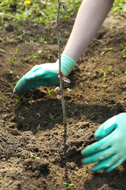 Tuinman die boom plant in het voorjaar